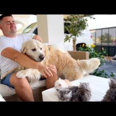 Golden Retriever doesn't want to share his Human with Kittens