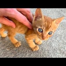 First Meeting with Abandoned Kittens – Our Hearts Melted! 💔