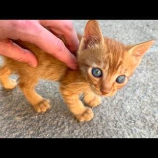 First Meeting with Abandoned Kittens – Our Hearts Melted! 💔