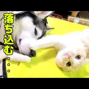 大雨で散歩に行けず落ち込むハスキー犬を慰める子猫がこちら…笑