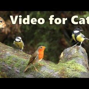 Birds for Cats to Watch ~ Birds in An Enchanted Forest ⭐ 8 HOURS ⭐