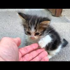 The Orphaned Kitten Waiting for Me Every Day 😿❤️