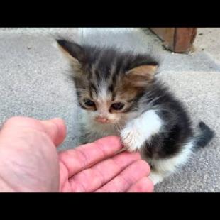 The Orphaned Kitten Waiting for Me Every Day 😿❤️