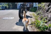 ツーリング中に山奥の自販機で休憩してたら、人懐っこい猫がモフられに来た🐱🏍️💕