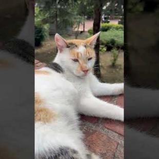 Siesta time for the beautiful eyed calico cat meow #cute #animals #cat #kitten #catshorts  #purring