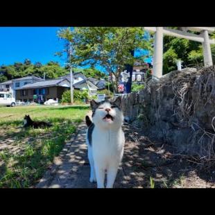 【癒し全開】木陰でゴロゴロする島猫たちをナデまくってきた結果…💕