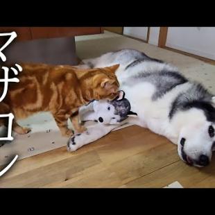 夜中に寂しくて子犬を抱っこしてたら子猫の反応が...