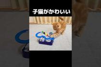 初めておもちゃを見た子猫はこうなる...#cat