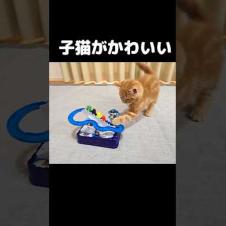 初めておもちゃを見た子猫はこうなる...#cat