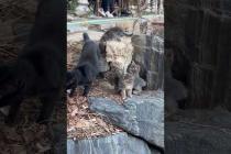 🐱 Cute kittens follow their mother .. 💕🐾#shorts #kitten #cat #catlove #cute #animals