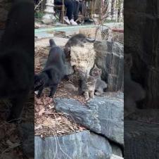 🐱 Cute kittens follow their mother .. 💕🐾#shorts #kitten #cat #catlove #cute #animals