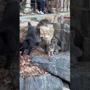 🐱 Cute kittens follow their mother .. 💕🐾#shorts #kitten #cat #catlove #cute #animals