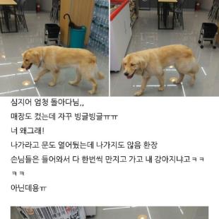 편의점에 멍멍이 난입