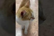 The young orange kitten in the passage meows beautifully #shorts #catshorts #cat #cats #catvideos