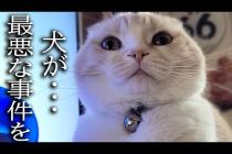 仮装した犬がいたら子猫は気づくのか?