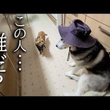 仮装した犬がいたら子猫は気づくのか？