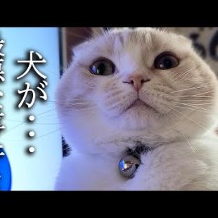 仮装した犬がいたら子猫は気づくのか？