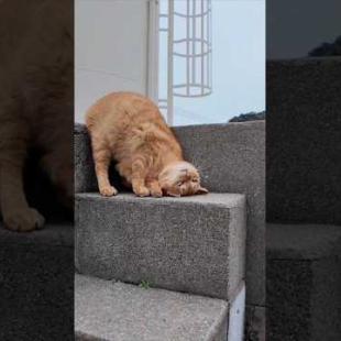 狭いけどどうしてもゴロンゴロンしたい猫 #ImpressedCatVideo #catisland #猫