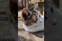 山の上の展望台広場のベンチには猫がいて歩いて登ってきた人達を癒やしてくれます