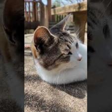 山の上の展望台広場のベンチには猫がいて歩いて登ってきた人達を癒やしてくれます