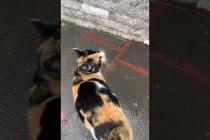 She Meowed Quietly ... As If She Said "Thank You" 😿 💖 # shorts # cat #catvideos #animals #cute