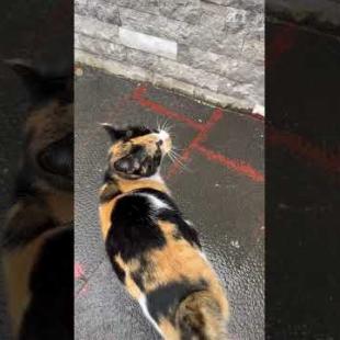 She Meowed Quietly ... As If She Said "Thank You" 😿 💖 # shorts # cat #catvideos #animals #cute