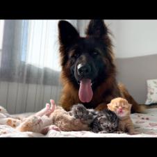 German Shepherd and 5 Newborn Tiny Kittens