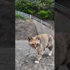 港を歩いていた三毛猫ちゃんにちゅーるをやったらクロちゃんも来た