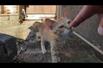 漁港の路地裏で出会った子猫が勇気を出して近づいてくる…尊すぎて心が洗われた