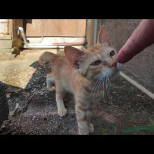 漁港の路地裏で出会った子猫が勇気を出して近づいてくる…尊すぎて心が洗われた