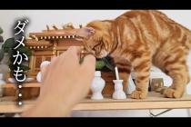 外出中に警報がなったので急いで家に引き返したら猫達が...