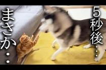 子猫とハスキー犬についにこの日がやってきました