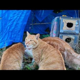 茶トラ猫小学校、給食の時間です