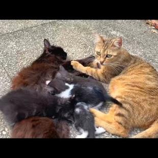 There are two mother cats who adopt tiny kittens