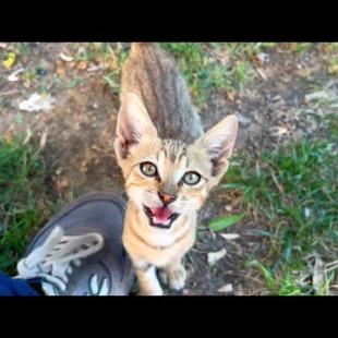 Street kitten meows for affection rather than food