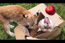 Реакция РЫСЕЙ на КОРОБКУ с ФРУКТАМИ / Не повезло с котятами?