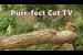Cat TV Show ~ Purr-fect Videos for Cats to watch Birds