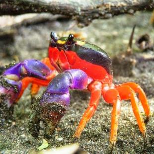 Halloween Crab