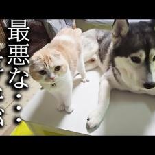 犬と猫が困ってるので聞いてみたら...