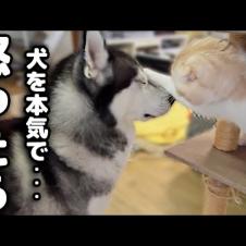 犬のイタズラを目撃した猫の対応がまるで人間のようだった...