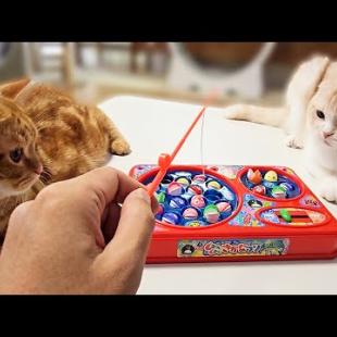 犬と猫達とお魚釣りをしたら楽しすぎた...