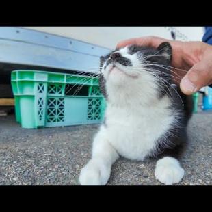 漁港の倉庫前にいた髭のハチワレ猫ちゃん、ナデナデすると足下にすり寄ってきてカワイイ