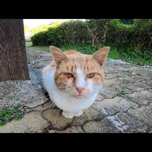 公園で野良猫が1人座っていたのでナデナデしたら喜んで膝の上に乗ってきた