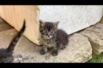 😿💞 Hungry and Abandoned Kittens Await Hope in a Quiet Corner of the Park