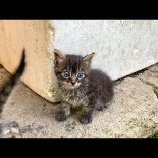 😿💞 Hungry and Abandoned Kittens Await Hope in a Quiet Corner of the Park