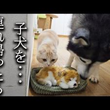 売れ残った子犬を連れ帰ったら猫達と犬が大変なことに...
