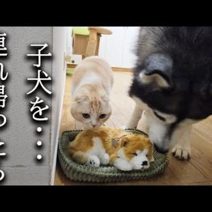 売れ残った子犬を連れ帰ったら猫達と犬が大変なことに...