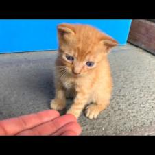 Starving kittens were very happy to find their mother