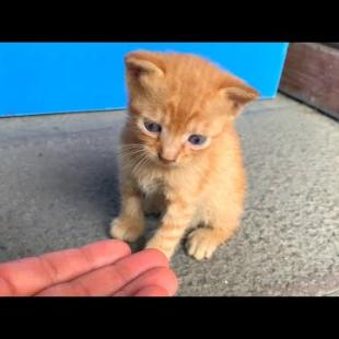 Starving kittens were very happy to find their mother