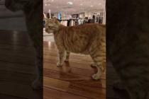 イスタンブールはショピングモール巡りが超楽しい!